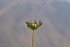 Niphogeton dissecta