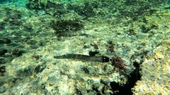 Aulostomus strigosus