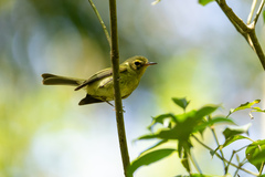 Phylloscartes oustaleti