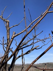Sorbus decora