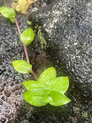 Tradescantia fluminensis