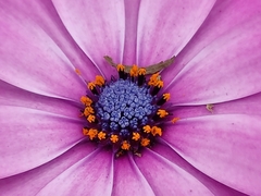 Dimorphotheca ecklonis