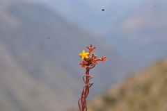 Quinchamalium chilense