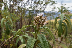 Aristeguietia discolor