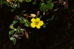Columellia obovata