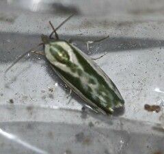 Earias huegeliana