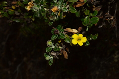 Columellia obovata