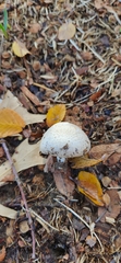 Agaricus arvensis