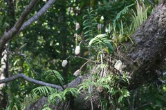 Dendrobium smillieae