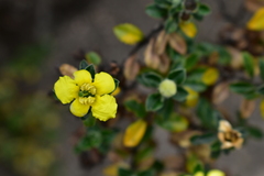Columellia obovata