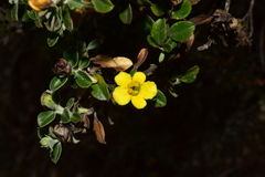 Columellia obovata