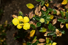 Columellia obovata