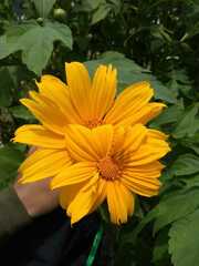 Tithonia