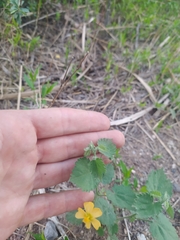 Pseudabutilon virgatum