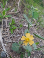 Pseudabutilon virgatum