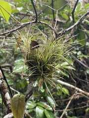 Tillandsia tenuifolia