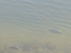 Sparus auratus