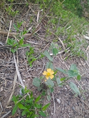 Pseudabutilon virgatum