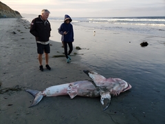 Carcharodon carcharias