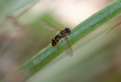 Toxomerus vertebratus