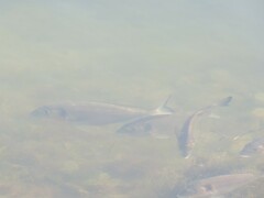 Sparus auratus
