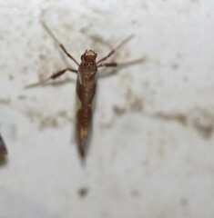 Caloptilia xanthopharella