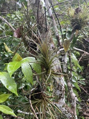 Tillandsia tenuifolia