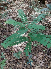 Tipuana tipu