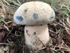Gyroporus cyanescens