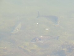 Sparus auratus