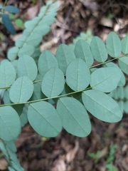 Tipuana tipu