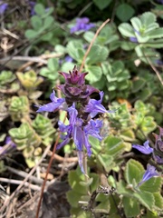 Coleus