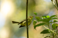 Phylloscartes oustaleti