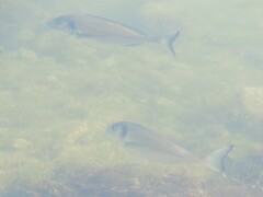 Sparus auratus