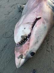 Carcharodon carcharias