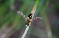 Toxomerus vertebratus