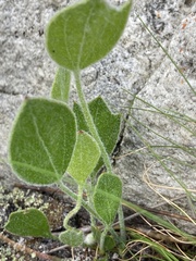 Centella difformis