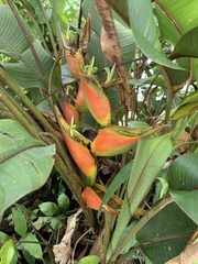 Heliconia bihai