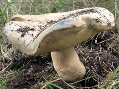 Gyroporus cyanescens