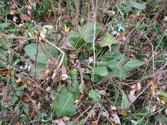 Silphium perfoliatum