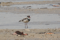 Elseyornis melanops