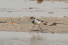 Elseyornis melanops