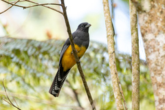 Trogon viridis