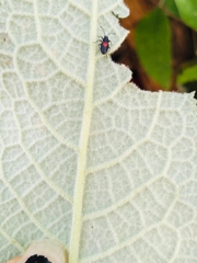 Stenomacra marginella