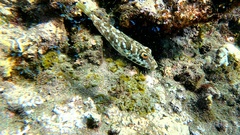 Sphoeroides marmoratus