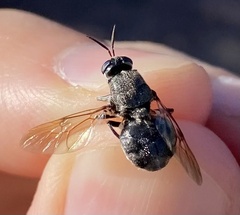 Cyphomyia erecta
