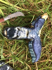 Gyroporus cyanescens