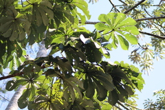 Cecropia pachystachya