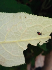 Stenomacra marginella
