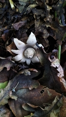 Geastrum